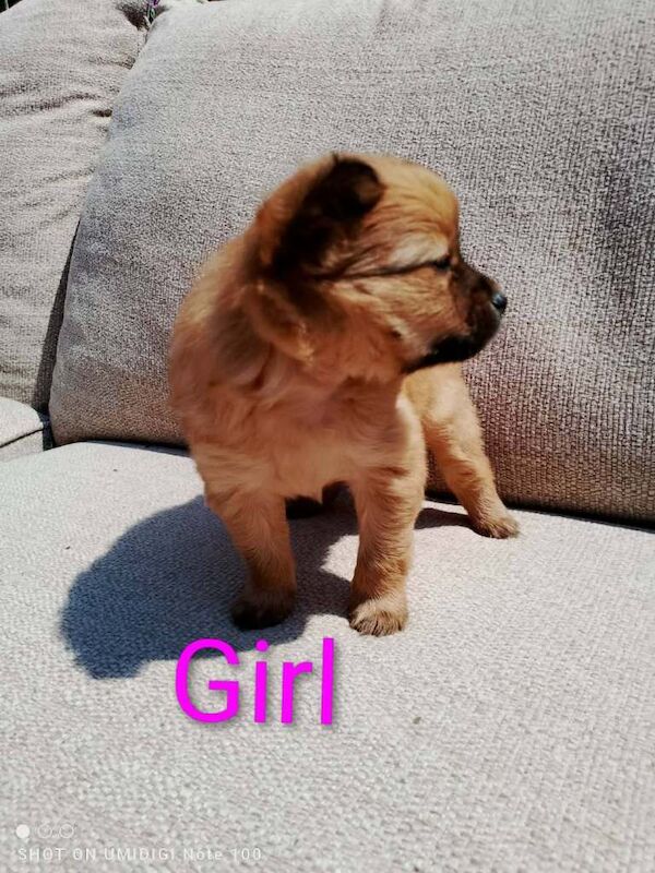 Pomeranian puppy - Image 6 of 6