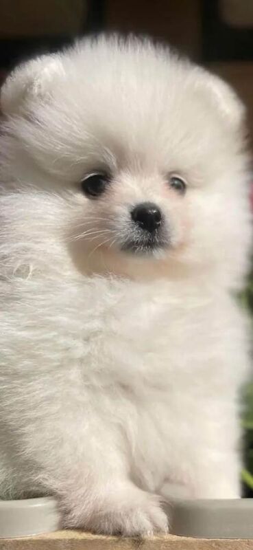 Pomeranian Puppies For Sale