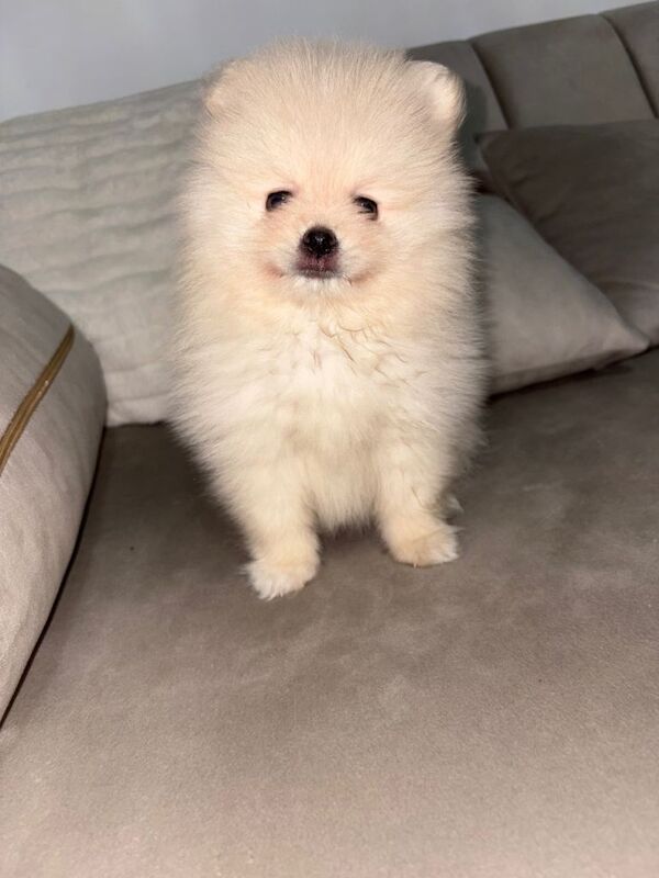 pomeranian puppy - Image 2 of 3