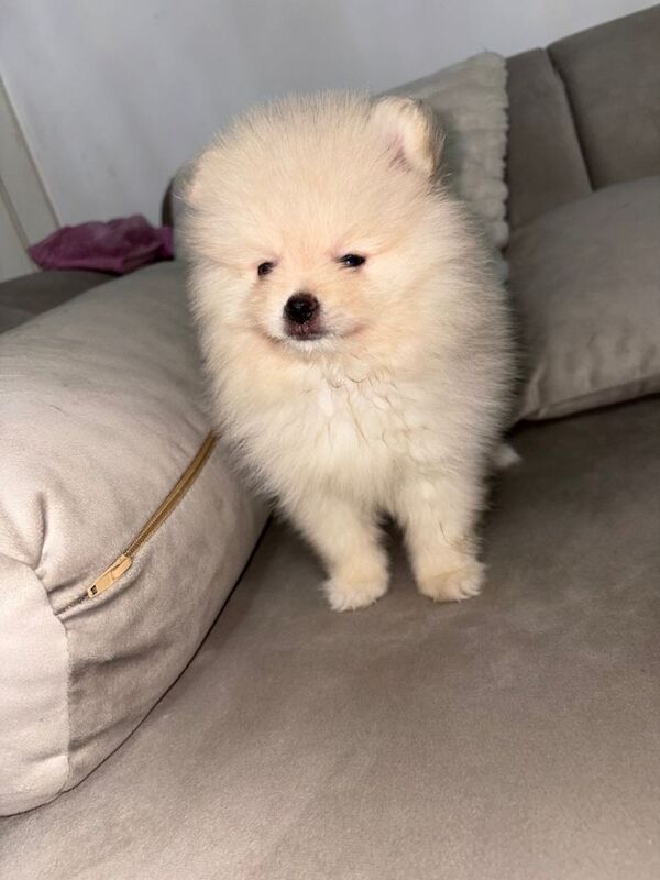 pomeranian puppy - Image 3 of 3