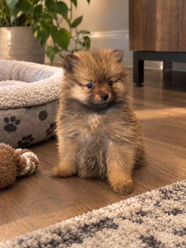 Pomeranian puppy