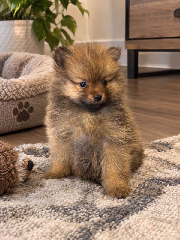 Pomeranian puppy - Image 2 of 2
