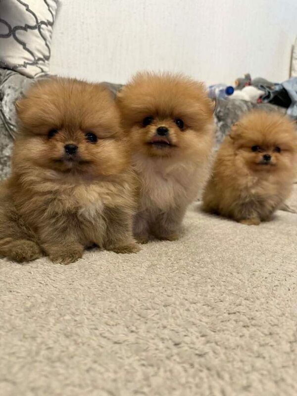 Pomeranian puppies for sale in Newcastle, County Down – KC registered, 7 weeks old