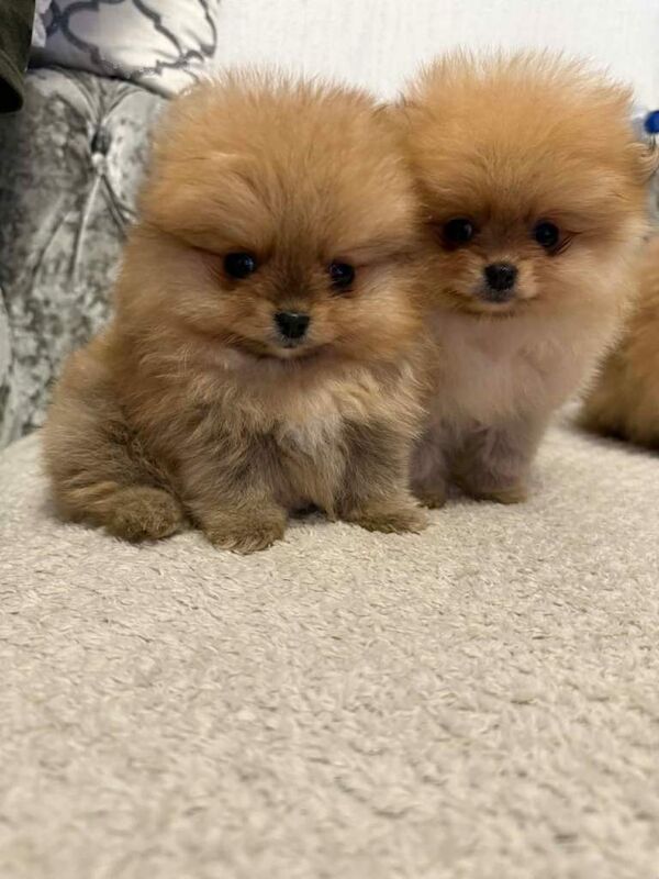 pomeranian Puppy Dogs - Image 2 of 3