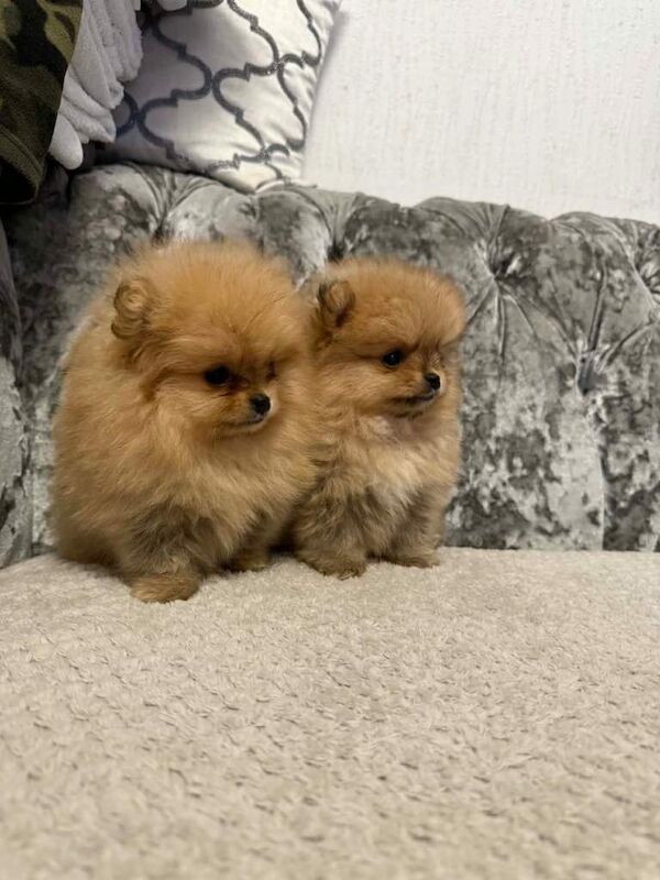 pomeranian Puppy Dogs - Image 3 of 3