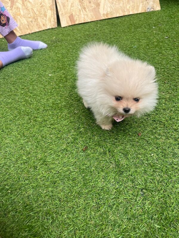 Pomeranian puppies for sale in Coventry, West Midlands – 8 weeks old
