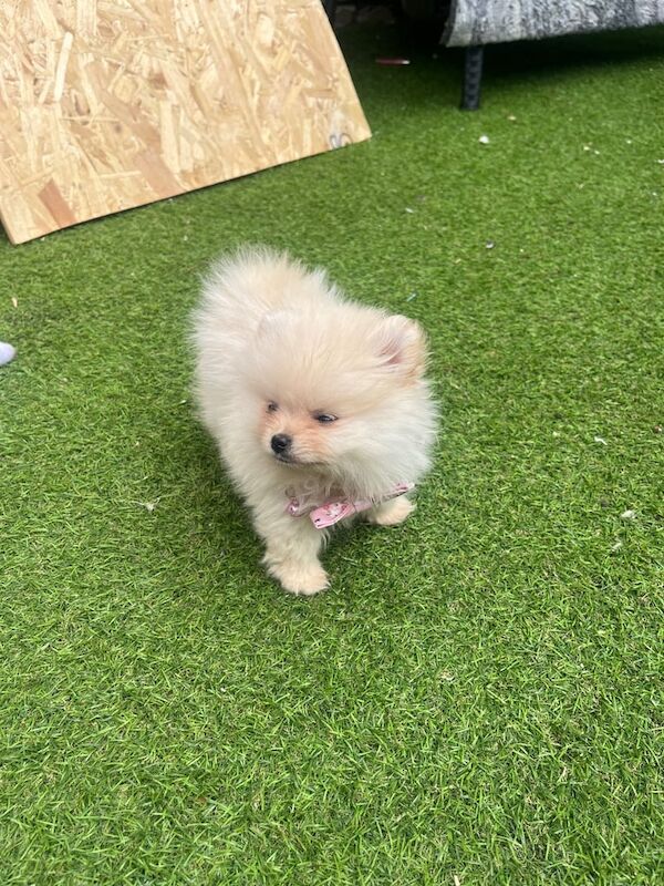 Pomeranian puppies for sale in Coventry, West Midlands – 8 weeks old - Image 2 of 3