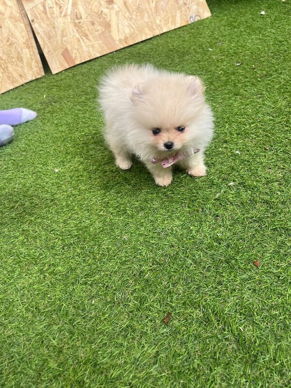 Pomeranian puppies for sale in Coventry, West Midlands – 8 weeks old - Image 3 of 3
