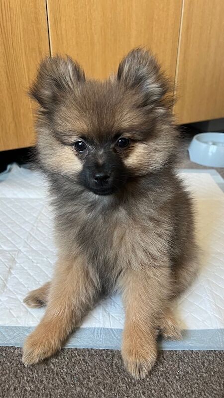 Pomeranian puppies for sale in Ilford, Greater London – 1 year old - Image 2 of 3