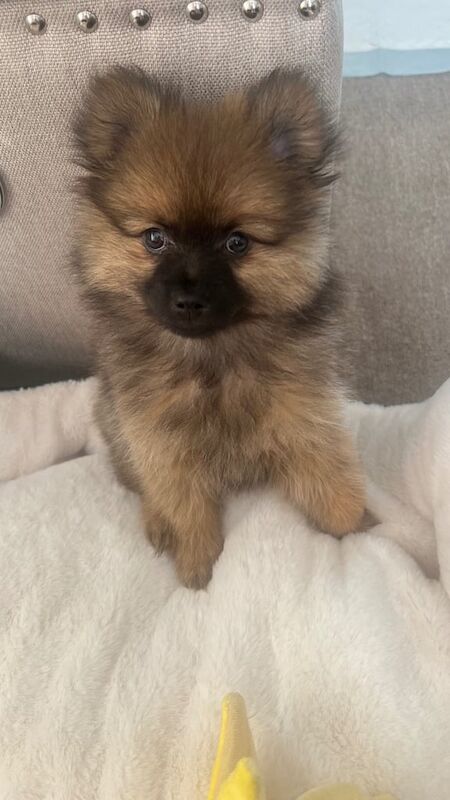 Pomeranian puppies for sale in Ilford, Greater London – 1 year old - Image 3 of 3