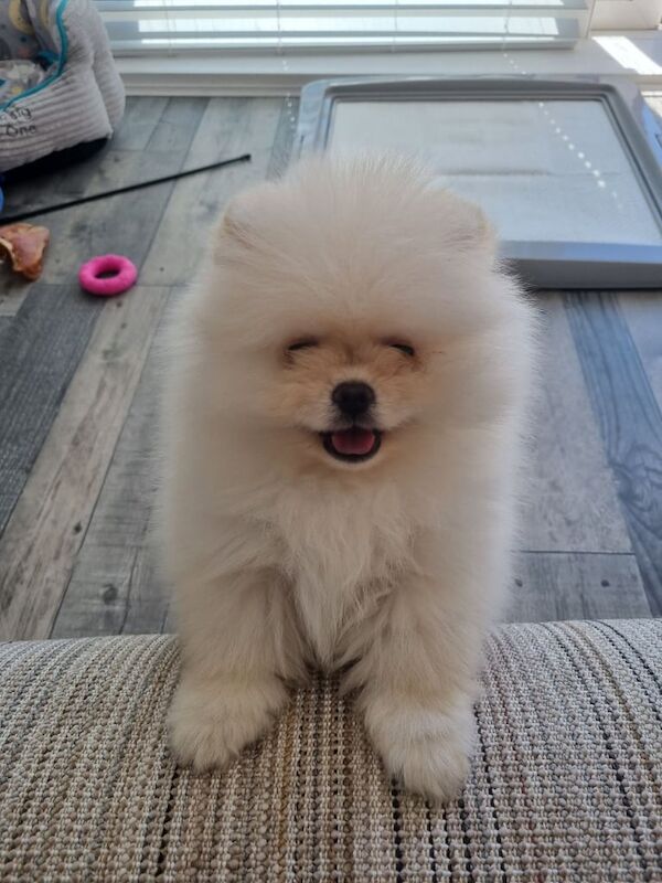 Pomeranian puppies for sale in Pontefract, West Yorkshire – 11 weeks old