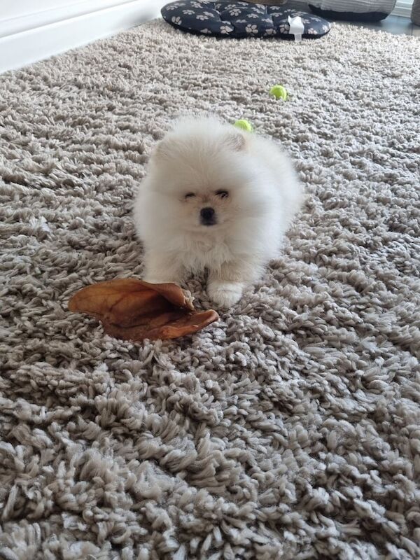 Pomeranian puppies for sale in Pontefract, West Yorkshire – 11 weeks old - Image 2 of 2