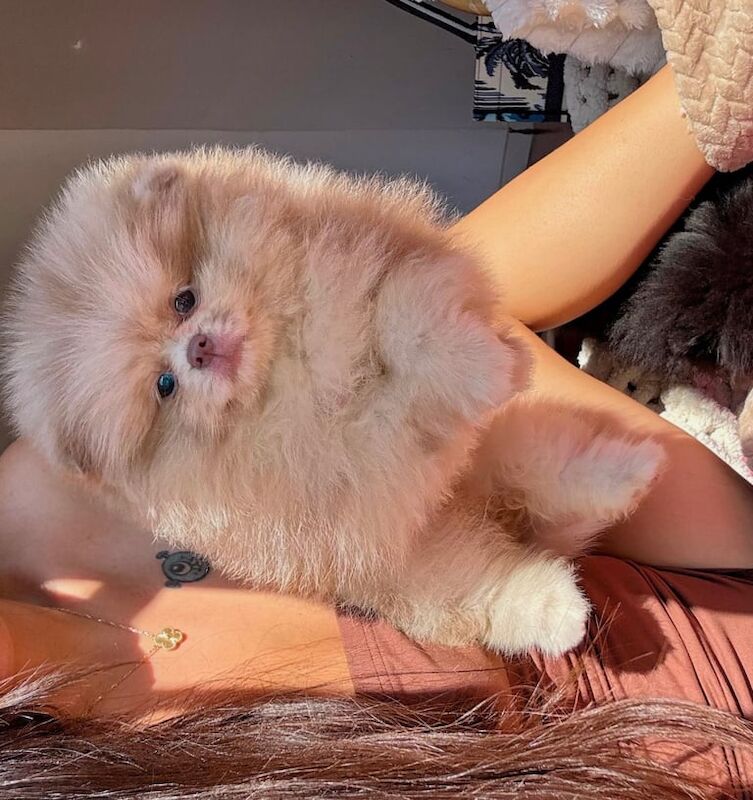 pomeranian puppy for sale