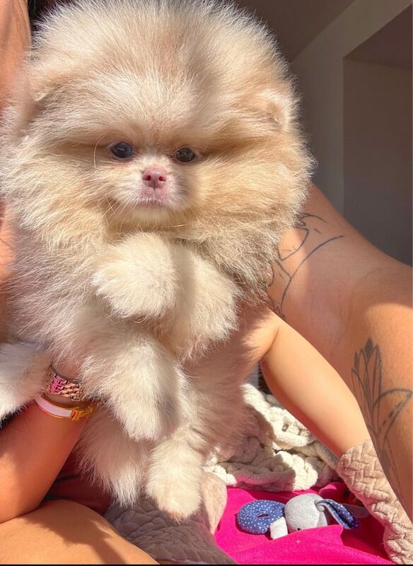 pomeranian puppy for sale - Image 2 of 4