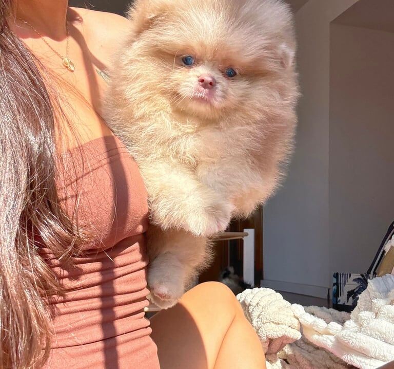 pomeranian puppy for sale - Image 3 of 4