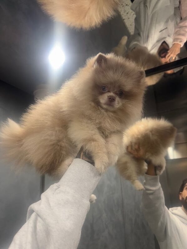 pomeranian puppy for sale - Image 4 of 4