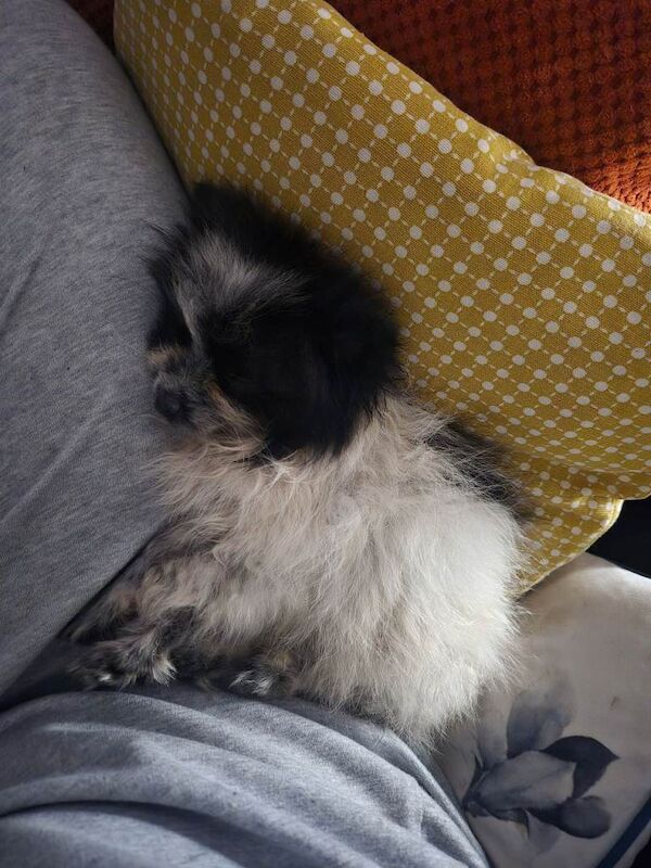 Pomeranian puppies for sale in Royal Tunbridge Wells, Kent – 3 months old