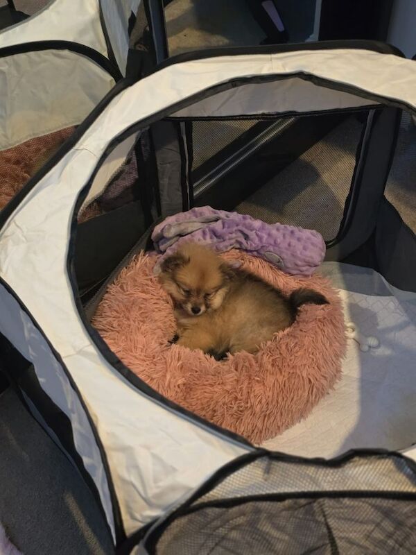 Pomeranian puppies for sale in Christchurch, Dorset – 9 weeks old