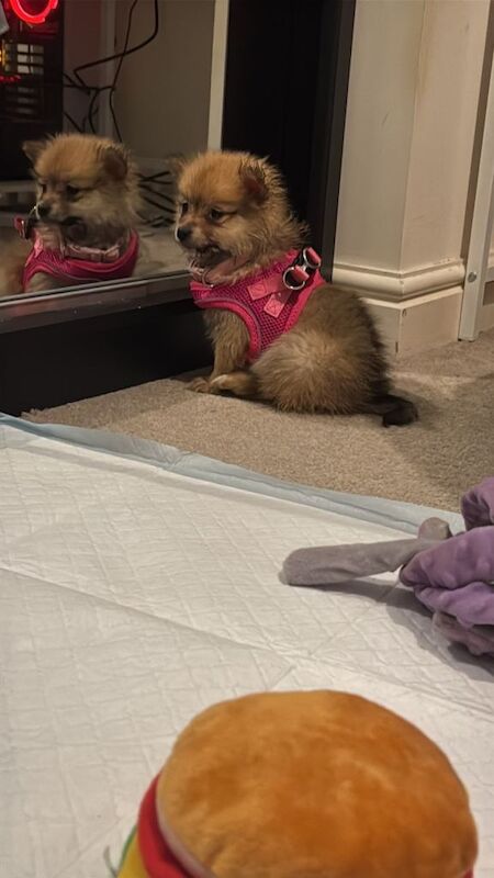 Pomeranian puppies for sale in Christchurch, Dorset – 10 weeks old - Image 2 of 3