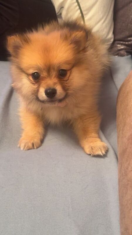 Pomeranian puppies for sale in Christchurch, Dorset – 10 weeks old - Image 3 of 3