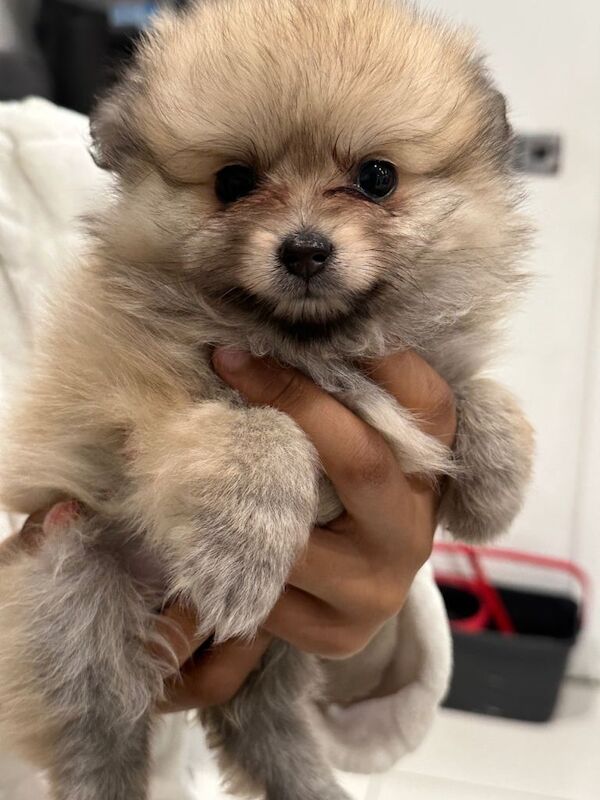 Pomeranian puppy for sale - Image 2 of 5
