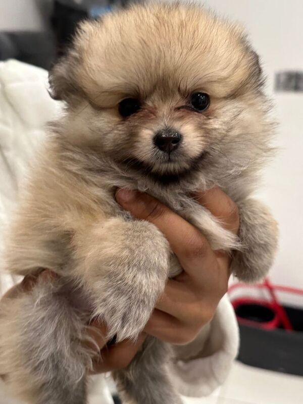Pomeranian puppy for sale - Image 3 of 5