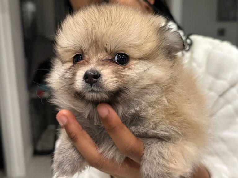 Pomeranian puppy for sale - Image 4 of 5