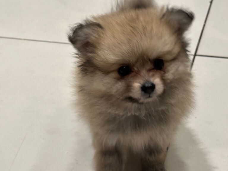 Pomeranian puppy for sale - Image 5 of 5