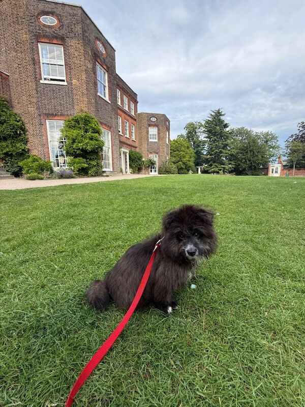 Pomeranian puppy for sale