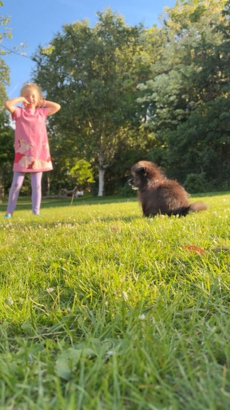 Pomeranian puppy for sale - Image 2 of 3