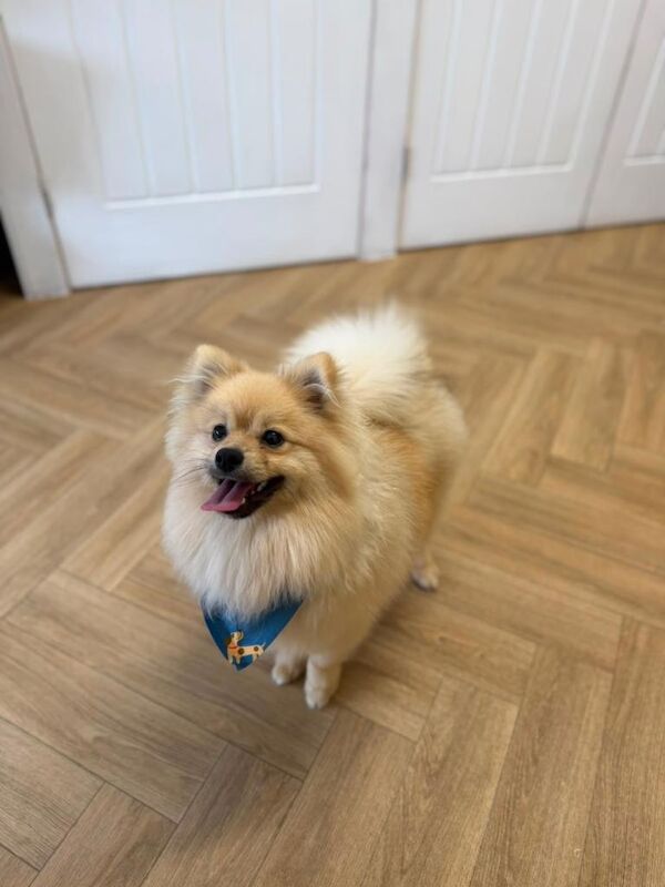 Pomeranian puppy for sale - Image 2 of 4