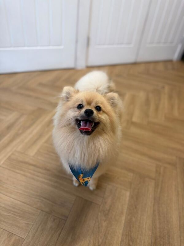 Pomeranian puppy for sale - Image 3 of 4