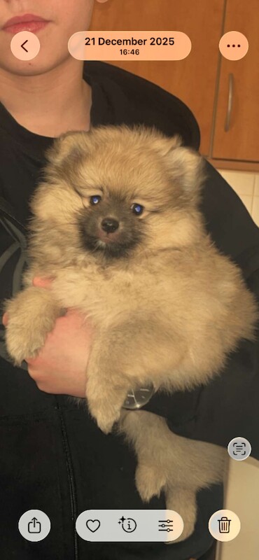 Pomeranian puppy for sale - Image 4 of 4