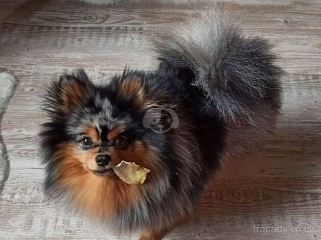 Pomeranian puppies for sale in Manchester, Greater Manchester – 2 years old - Image 3 of 5