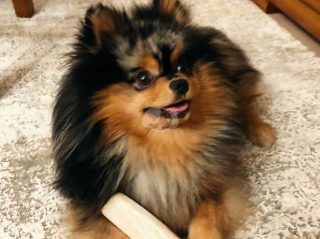 Pomeranian puppies for sale in Manchester, Greater Manchester – 2 years old - Image 4 of 5