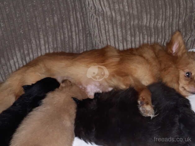 Pomeranian puppy for sale in Tipton, West Midlands - Image 2