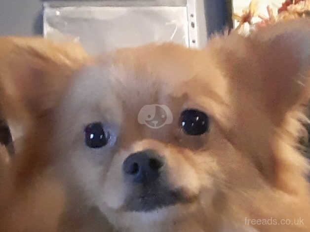 Pomeranian puppies for sale in Tipton, West Midlands – 1 year old - Image 3 of 5