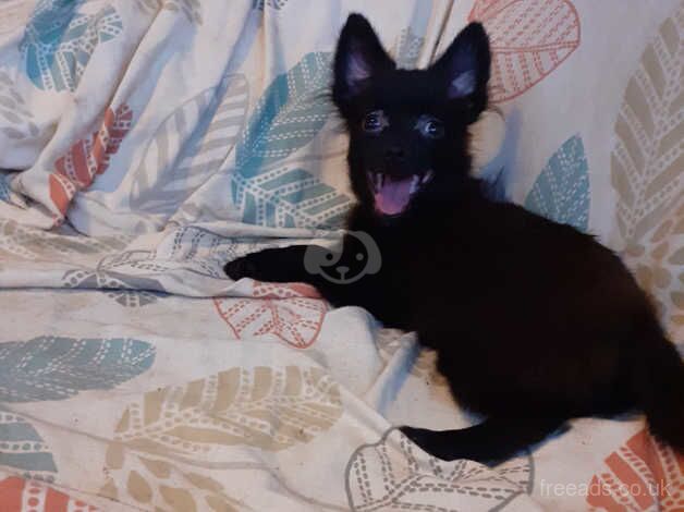 Pomeranian puppy for sale in Tipton, West Midlands - Image 4