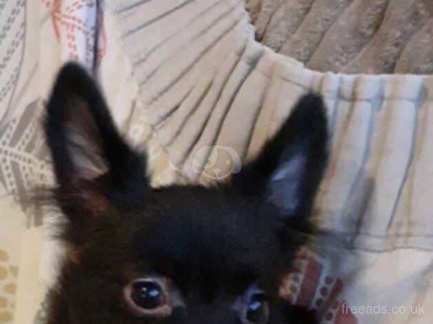 Pomeranian puppies for sale in Tipton, West Midlands – 1 year old - Image 5 of 5