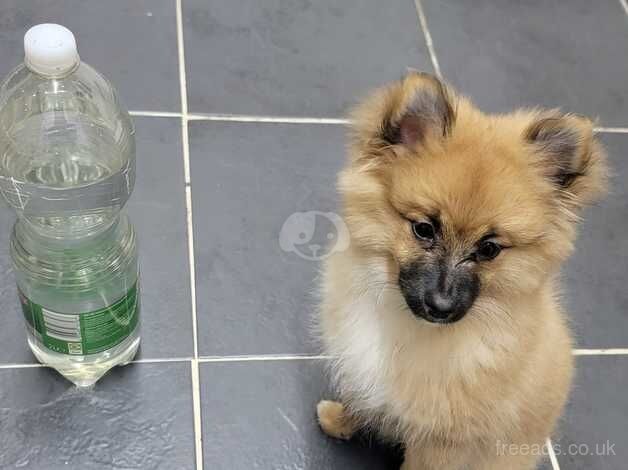 Pomeranian puppies for sale in Watford, Hertfordshire – 1 year old - Image 2 of 5