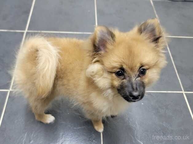 Pomeranian puppies for sale in Watford, Hertfordshire – 1 year old - Image 5 of 5
