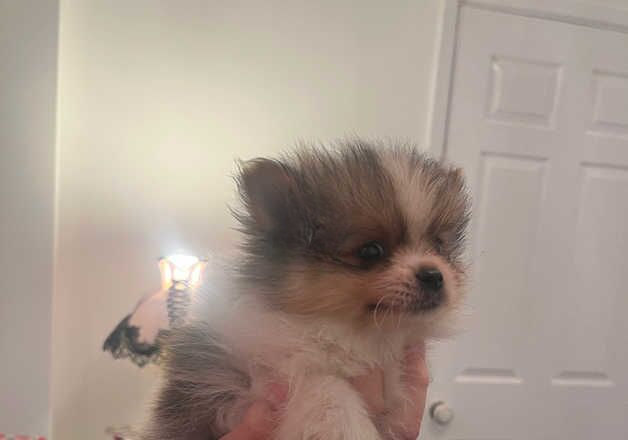 Pomeranian puppies for sale in Wisbech, Cambridgeshire – 1 year old - Image 2 of 2