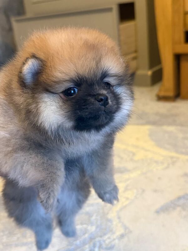 Pomeranian puppy KC registered for sale in Port Talbot, West Glamorgan