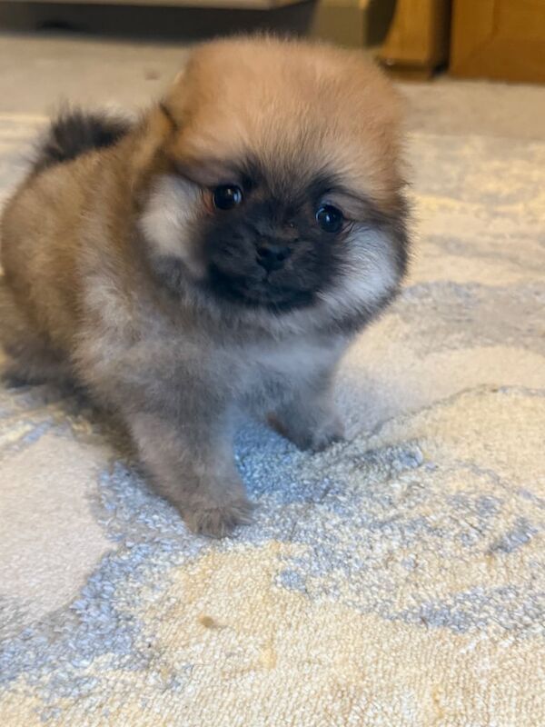Pomeranian puppy KC registered for sale in Port Talbot, West Glamorgan | Image 2