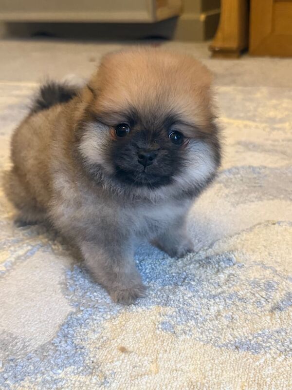 Pomeranian puppy KC registered for sale in Port Talbot, West Glamorgan | Image 3