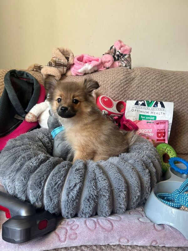 Pomeranian puppies for sale in Surrey Quays, Greater London – 3 months old
