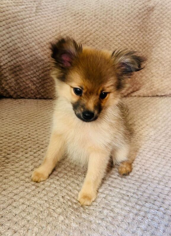 Pomeranian puppies for sale in Surrey Quays, Greater London – 3 months old - Image 2 of 3