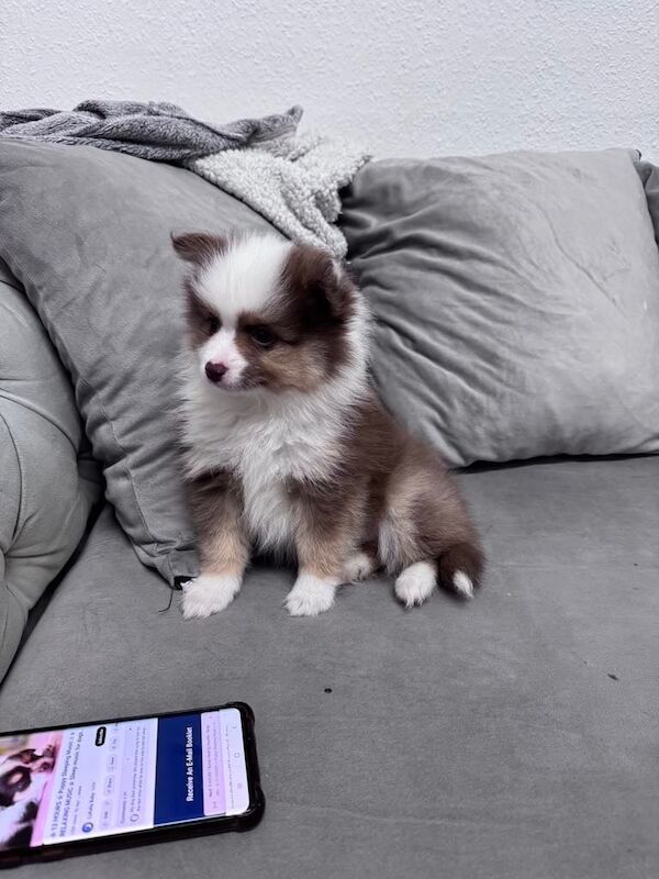 POMERANIAN PUPPY READY NOW DELIVERY AVAILABLE for sale in Coventry, West Midlands