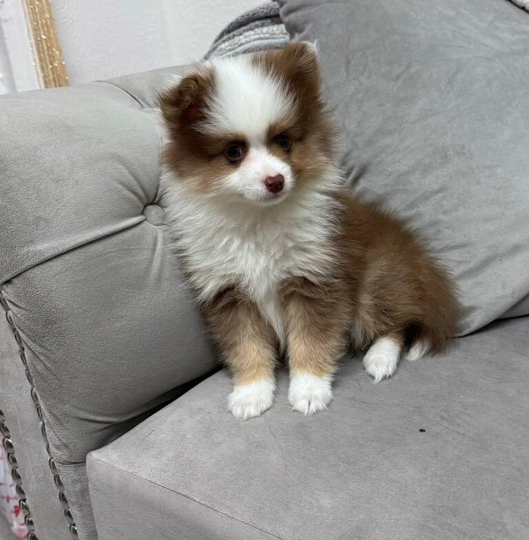 POMERANIAN PUPPY READY NOW DELIVERY AVAILABLE for sale in Coventry, West Midlands | Image 2