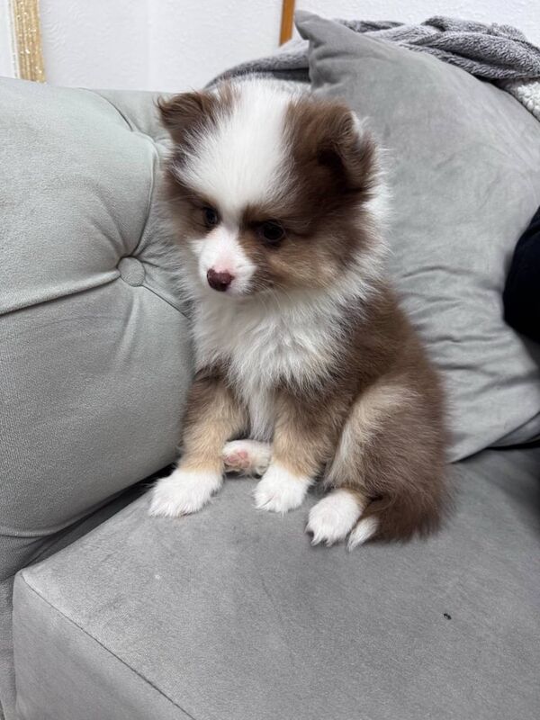 POMERANIAN PUPPY READY NOW DELIVERY AVAILABLE for sale in Coventry, West Midlands | Image 3